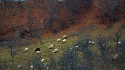 Ovinele din Caraş-Severin vaccinate împotriva antraxului