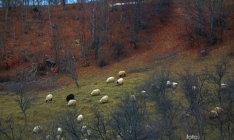 Ovinele din Caraş-Severin vaccinate împotriva antraxului