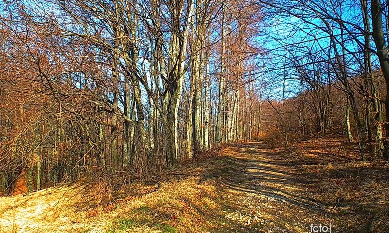 Intabulări în cercetare, la Bucoşniţa