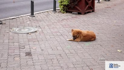 Românii sunt împotriva uciderii câinilor fără stăpân