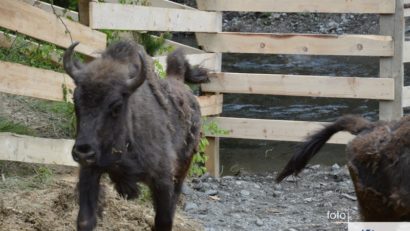 [FOTO] Zimbrii europeni au repopulat pădurile din Armeniș