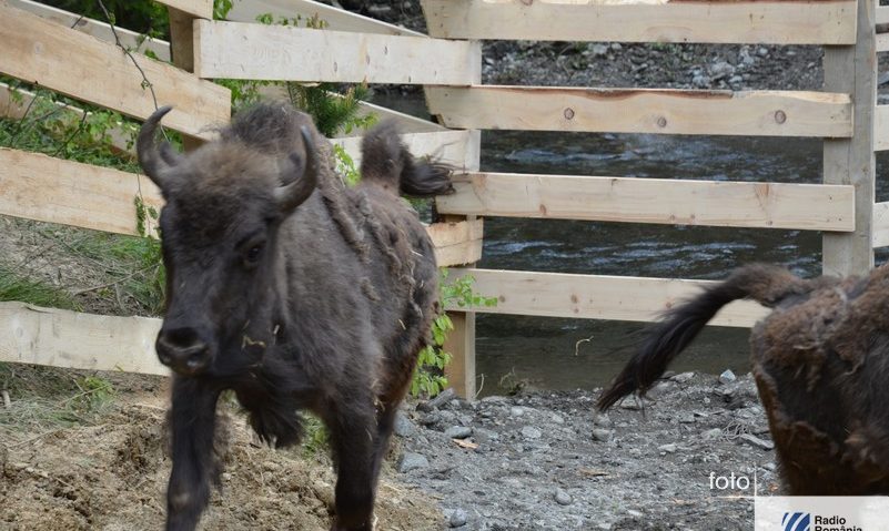 [FOTO] Zimbrii europeni au repopulat pădurile din Armeniș