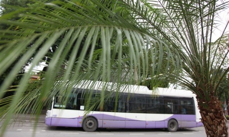 Palmierii împodobesc Timişoara