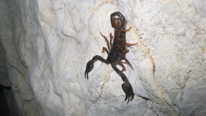 Scorpionii roșii invadează Stațiunea Băile Herculane