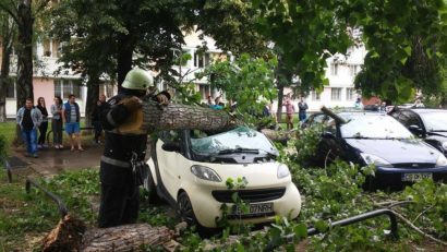 [VIDEO] Maşini distruse de un copac căzut într-o parcare din Timişoara