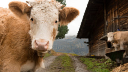 Târg Agricol Internaţional la Novisad