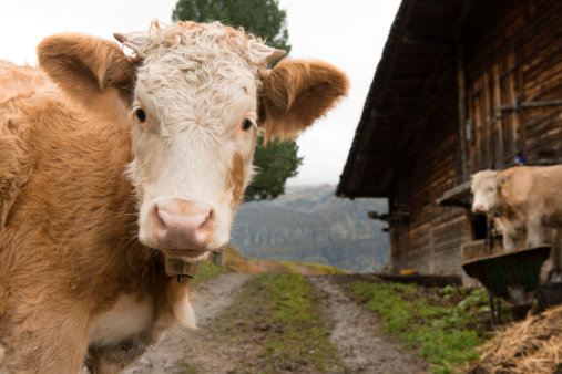 Târg Agricol Internaţional la Novisad