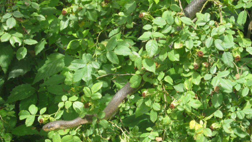 [FOTO] Şerpii de la Secăşeni, identificaţi de specialiştii herpetologi