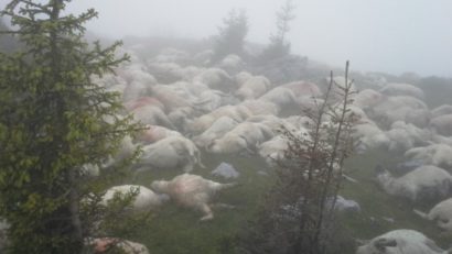 Masacru natural în Retezat. Sute de oi omorâte de urşi. Traseele turistice sunt închise