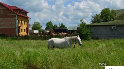 Creșterea animalelor interzisă în jumătate din Lugoj