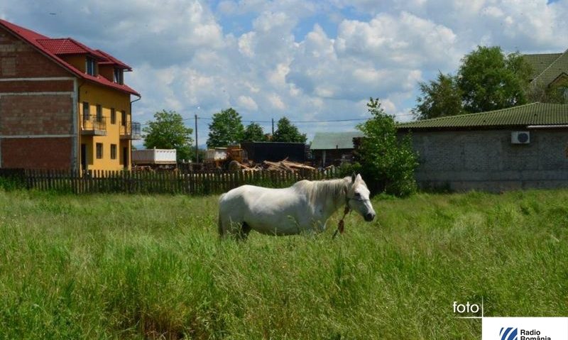 Creșterea animalelor interzisă în jumătate din Lugoj