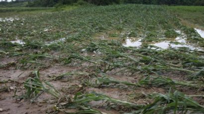 Pagube agricole pe mii de suprafeţe în Caraş-Severin şi Timiş