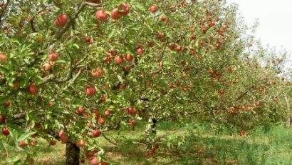 Ploile au afectat producţia de fructe