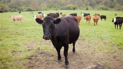 Iordania a interzis importurile de ovine şi bovine din România