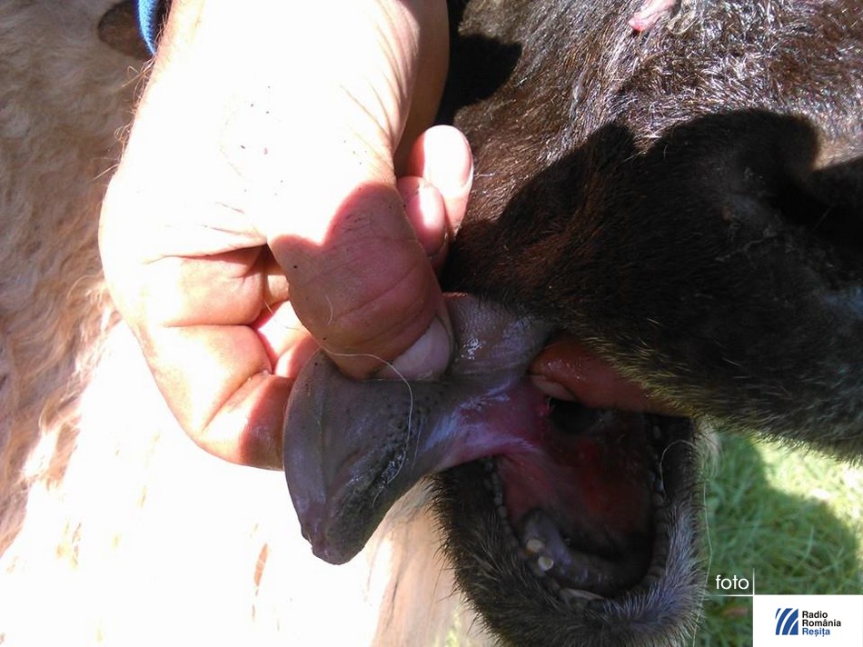 bluetongue1