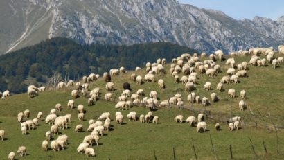 Peste 2,5% din ovinele din Caraş-Severin sunt bolnave cu Bluetongue