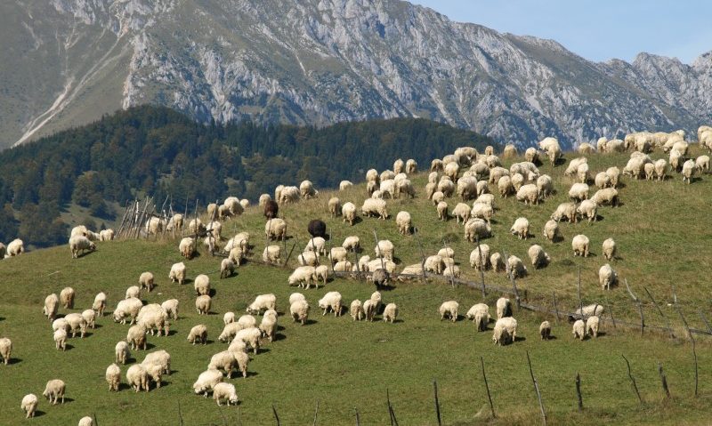 4000 de ovine suspectate de Bluetongue în Caraş-Severin