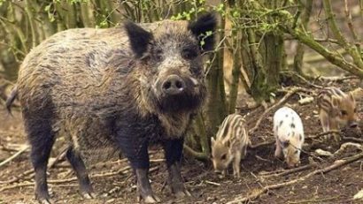 Recolta fermierilor din Caraş-Severin în pericol. Mistreţii distrug culturile agricole