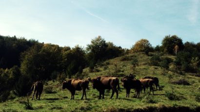 Turmele de zimbru în expansiune în Banat: 4 exemplare au fost relocate recent în Hunedoara şi Caraş-Severin