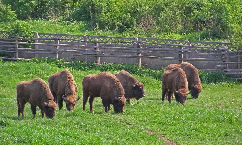 … şi au rămas doar 6. Rezervaţia de zimbri redeschisă publicului