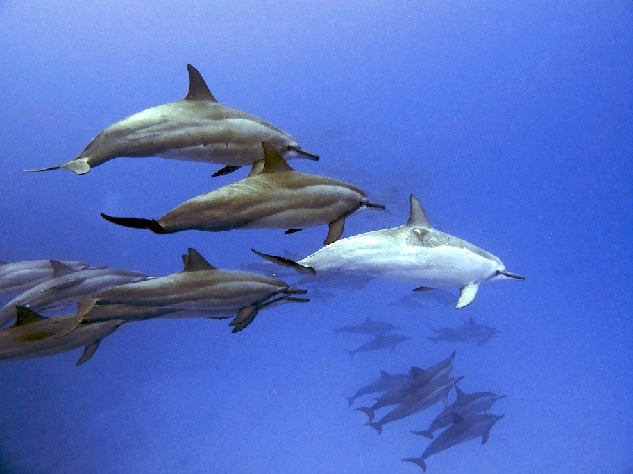 Delfin-albinos
