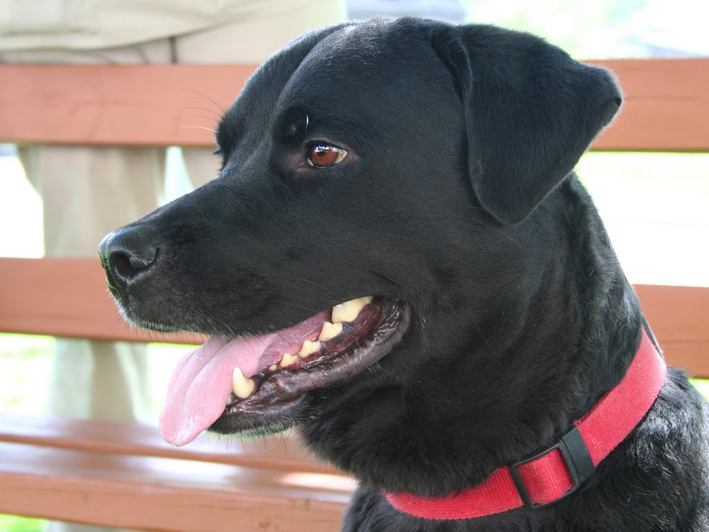 labrador-rottweiler