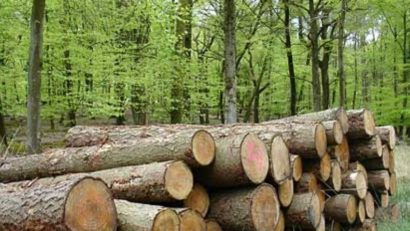 [FOTO] „Aurul verde” al cărăşenilor la mâna devoratorilor de pădure