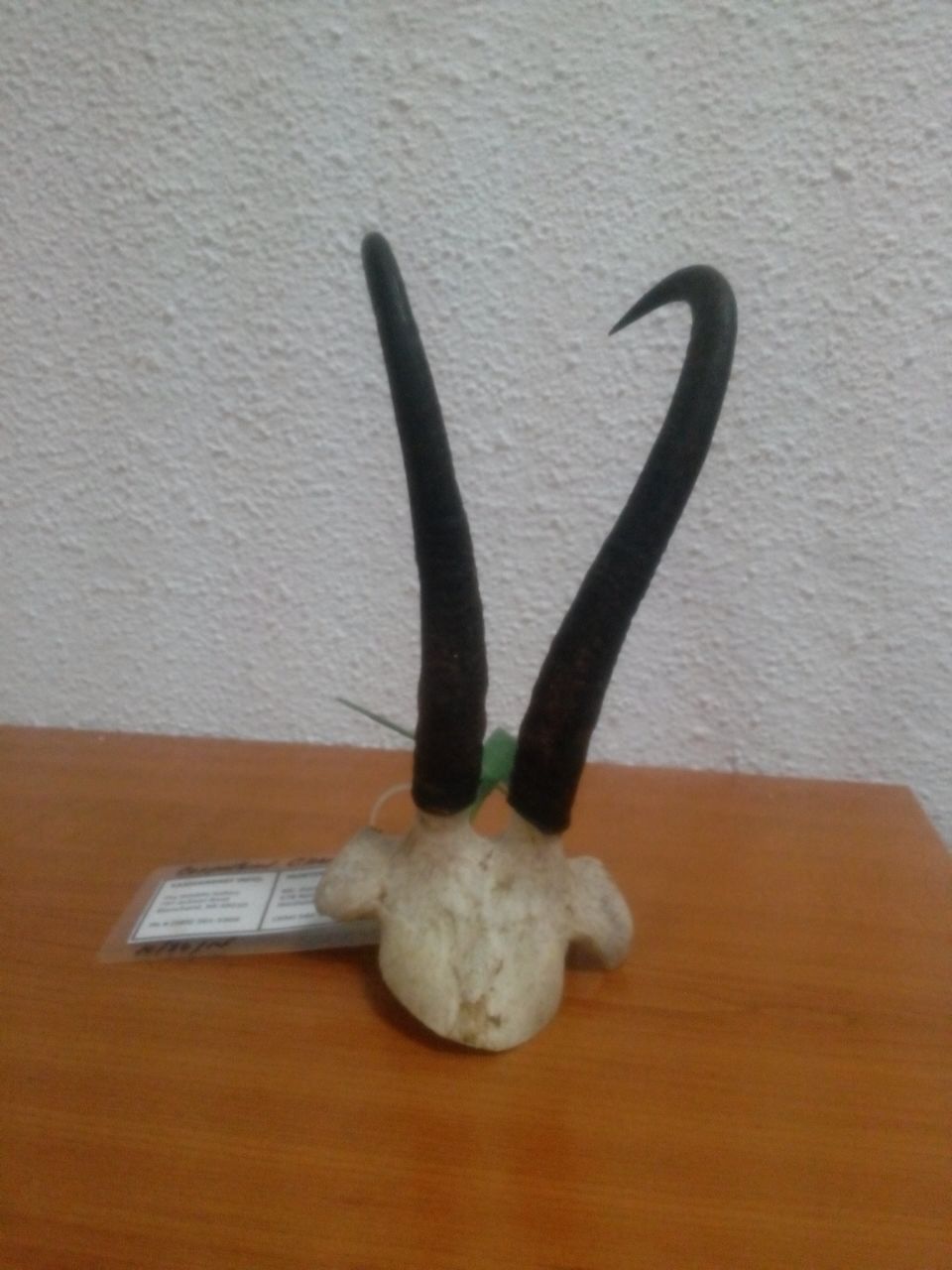 trofee vanatoare (2)