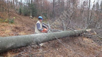 Managementul forestier în dezbatere la Bocşa