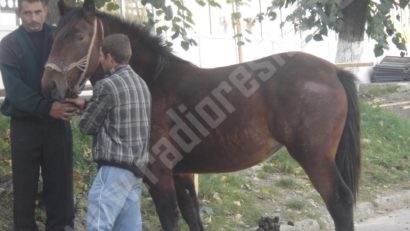 Mare târg mare în acest sfârşit de săptămână, în Clisura Dunării!