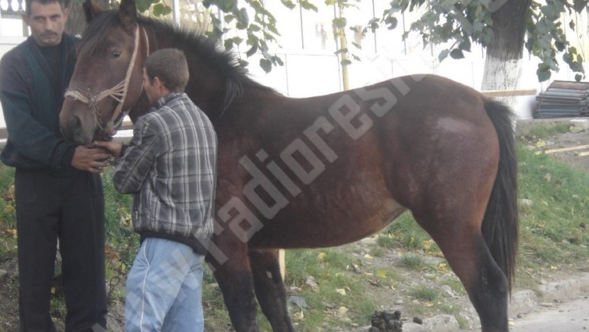 Târgul agricol de toamnă de la Bocşa