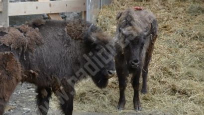 Zimbri cărăşeni în plină formă