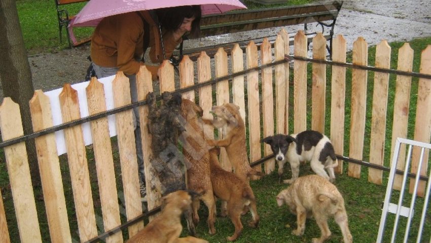 Se extinde adăpostul de câini de la Mehadia