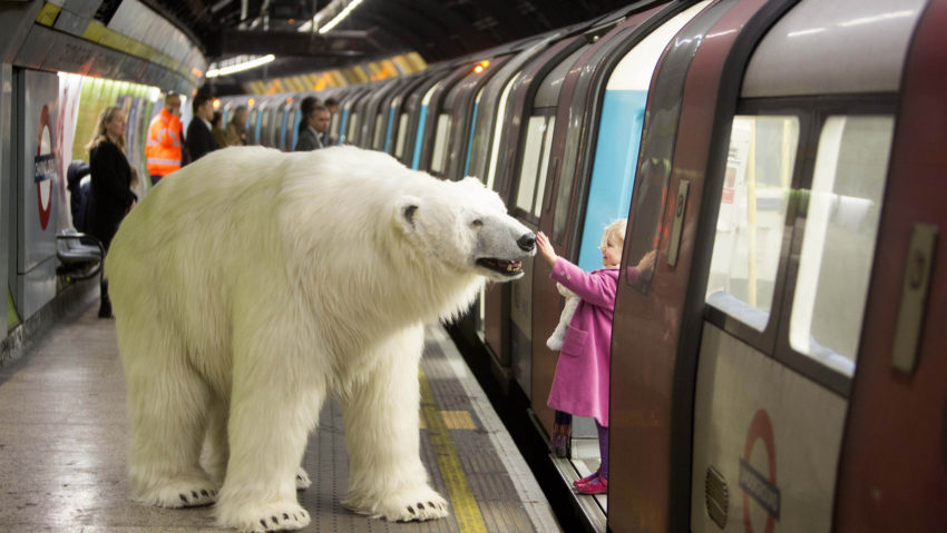 În Londra ursul polar circulă cu metroul…