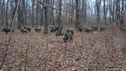 [AUDIO] Magnaţii Europei au sosit în Caraş-Severin. Tradiţionala vânătoare a omului de afaceri Ion Ţiriac se va desfăşura în acest weekend la Ersig