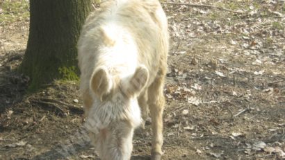 [FOTO] Blond cu ochi albaștri…. noua atracție a Grădinii Zoologice!