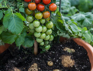 Cartofi şi ketchup dintr-o singură plantă