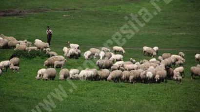 Polițistul pășunilor…