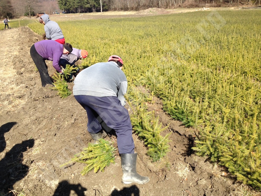 plantari pepiniera bratonea (3)
