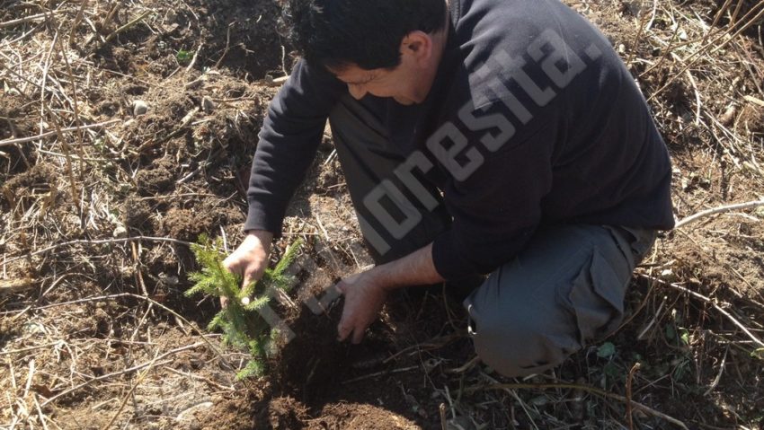 Începe a doua parte a acțiunii „Luna plantării arborilor”