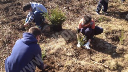 Luna plantării arborilor în Băile Herculane