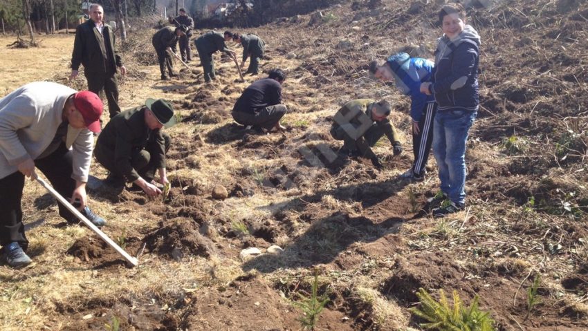 [AUDIO] Începe luna plantării arborilor. În Caraş-Severin cu un decalaj de o săptămână