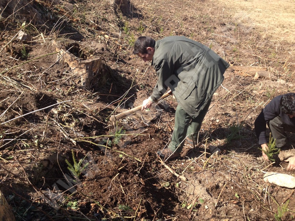 plantari poiana marului1 (5)