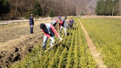 [FOTO/ VIDEO] Luna plantării arborilor a debutat, sub auspiciile primăverii, la Oţelu-Roşu şi Poiana Mărului