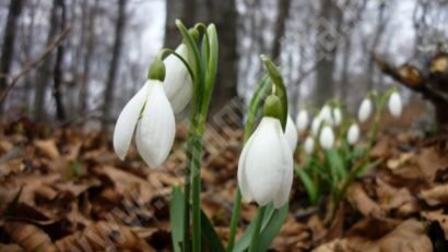 METEO: Temperaturi de primăvară. Au înflorit şi ghioceii