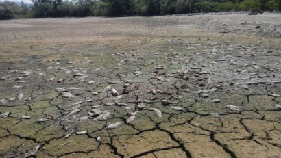 Dezastru ecologic pe Dunăre. Intenţie sau nepăsare…?