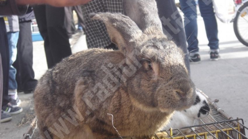 Piața de animale din Timişoara se mută din Bălcescu la stadionul Dan Păltinișanu