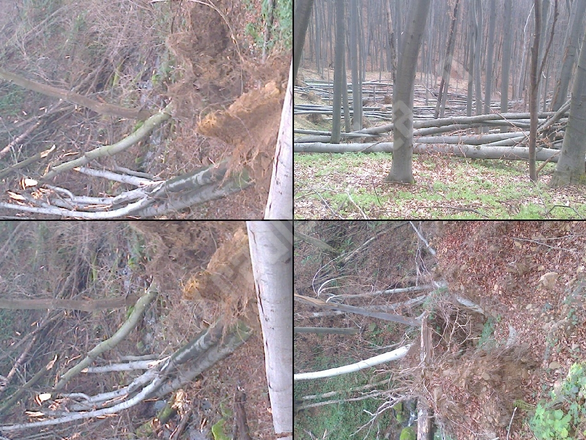 arbori distrusi (5)