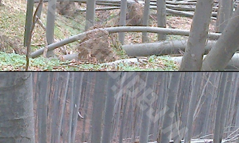 Arborii periculoşi din Lugoj sunt tăiaţi şi toaletaţi