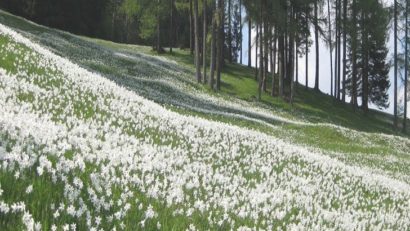 [UPDATE] Una dintre cele mai vechi tradiţii din Banat ameninţată cu pieirea…